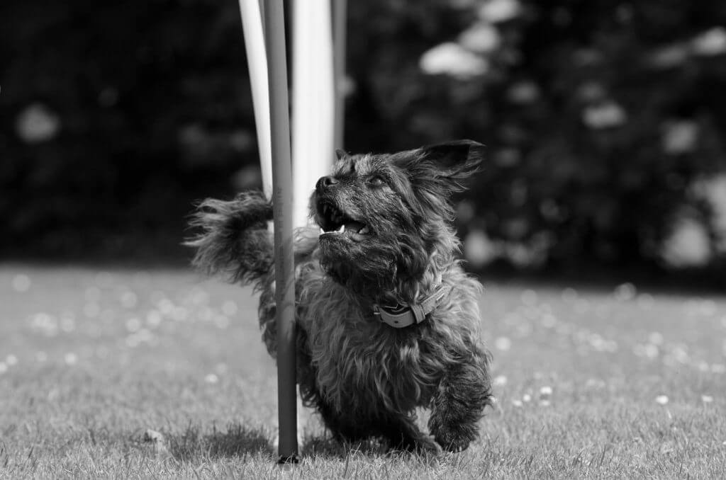 Ein Schwarz-Weiß-Foto eines Hundes, der agil mit einer Stange spielt.
