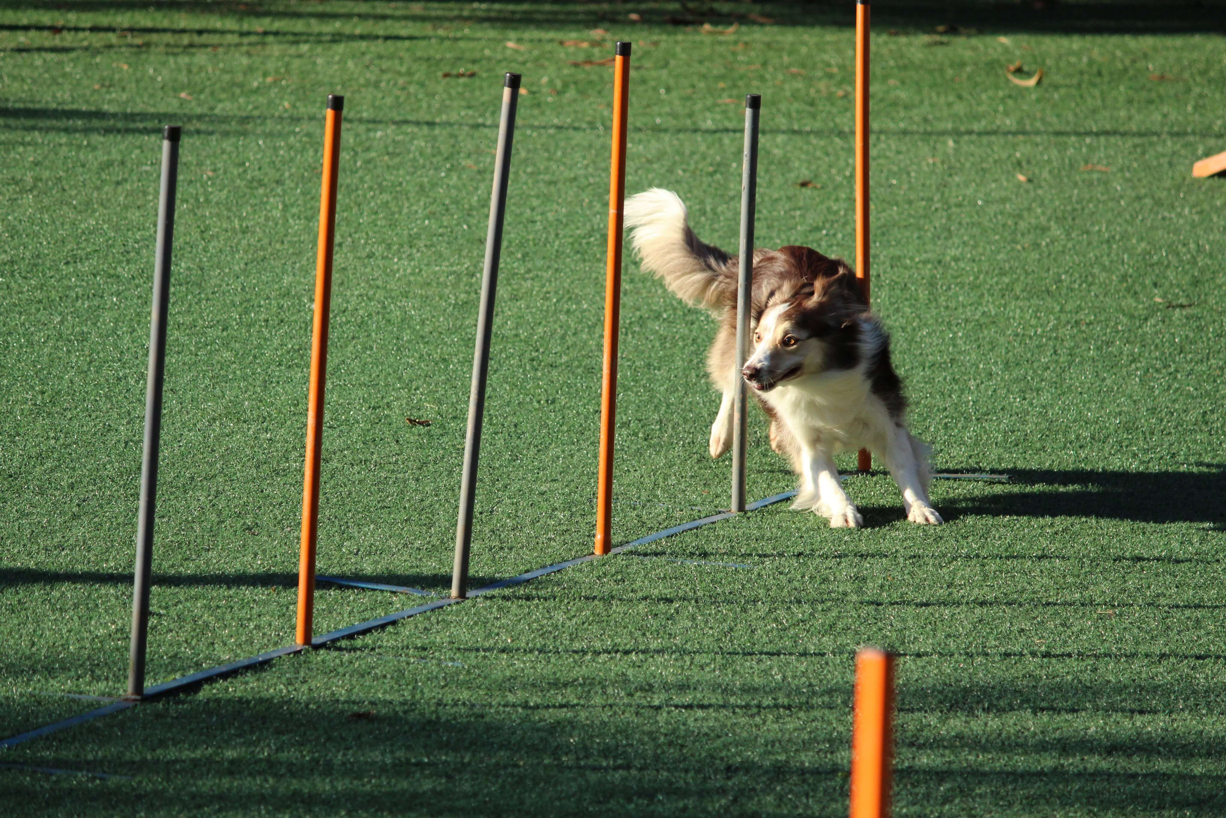 Ein Hund mit braunem und weißem Fell schlängelt sich während einer Agility-Übung auf einer Rasenfläche durch eine Reihe vertikaler Stangen.