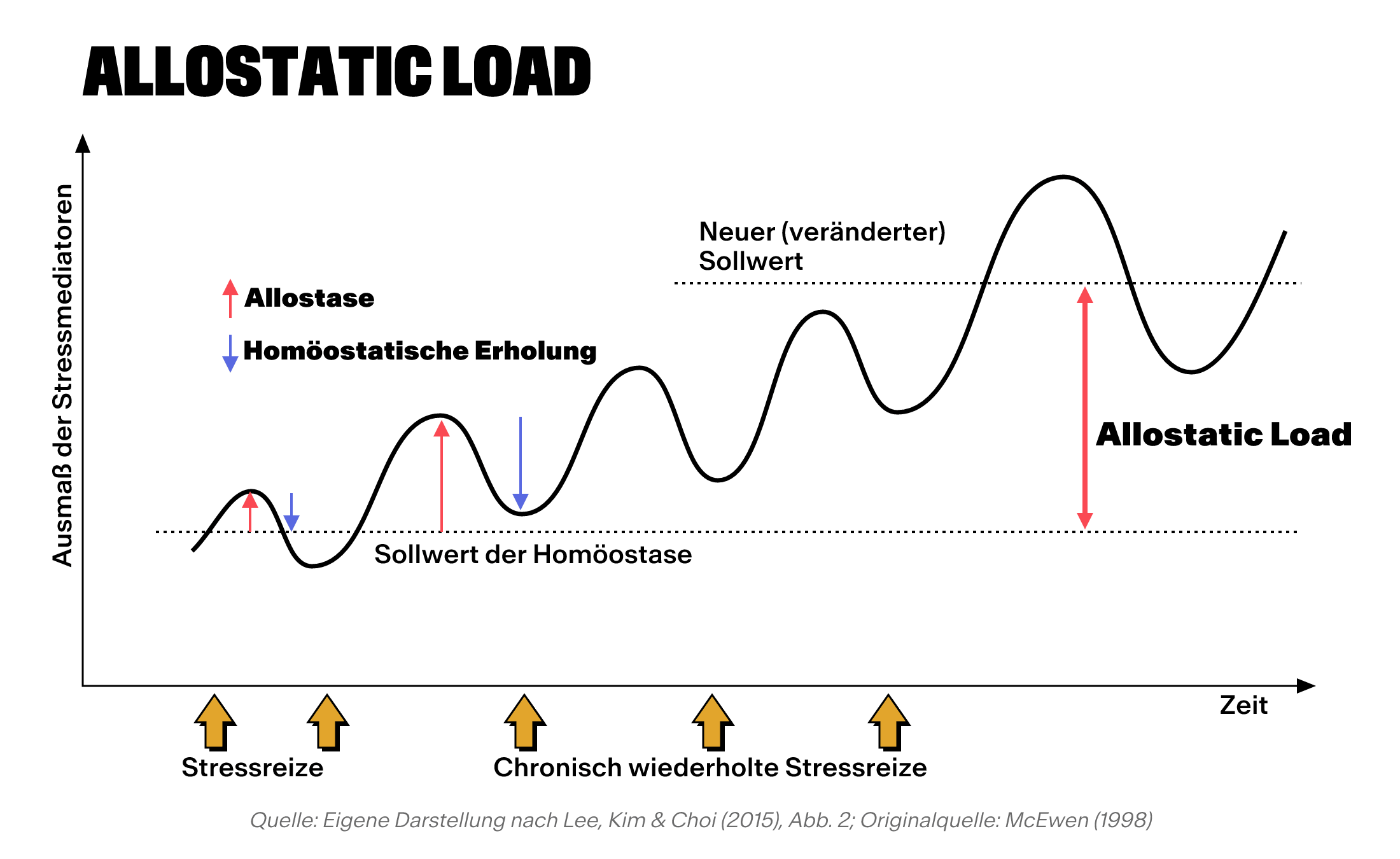 Liniendiagramm, das die Stressreaktionen im Zeitverlauf darstellt und die allostatische Belastung, Allostase, homöostatische Erholung sowie eine Verschiebung hin zu einem neuen Basiswert veranschaulicht.