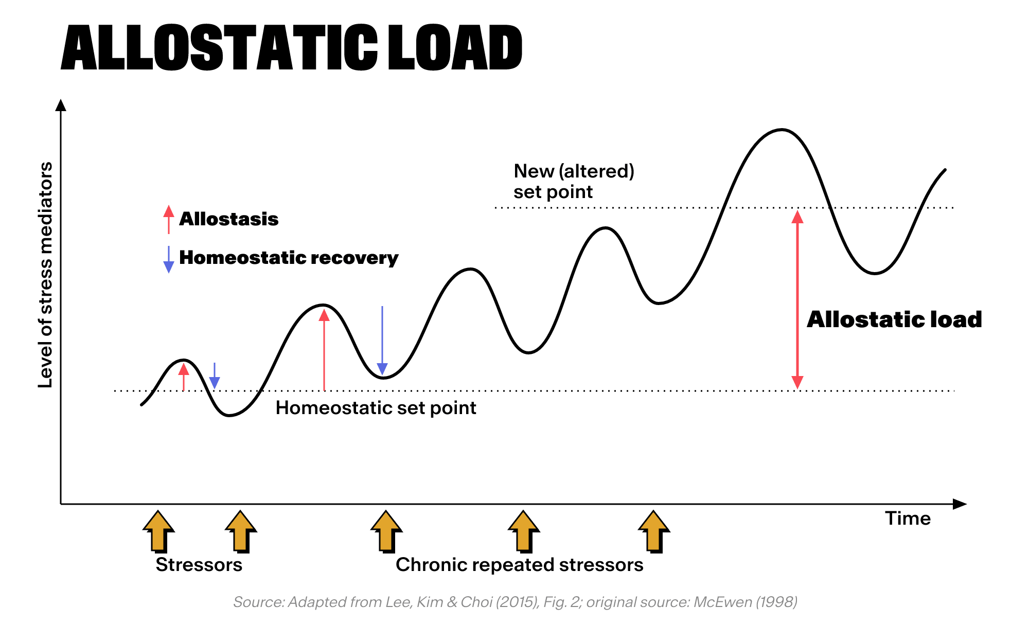 Liniendiagramm mit dem Titel „Allostatische Belastung“, das den Stressverlauf im Zeitverlauf darstellt, mit Markierungen für Stressoren, homöostatische Erholung und einen veränderten Sollwert.